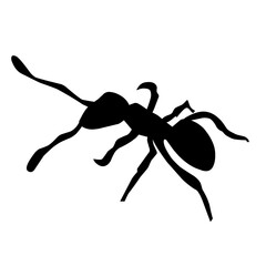 black ant vector
