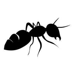 black ant vector