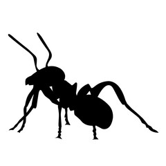black ant vector