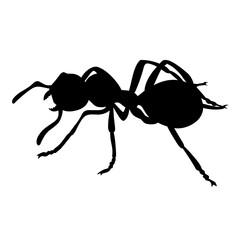 black ant vector
