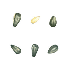 Black organic sunflower seeds, nutritious and delicious healthy food, raw material for oil production. Set of hand-drawn isolated objects on white, watercolor illustration. Design element for wrapping