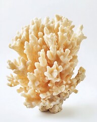 Creamy coral branch against white (1)