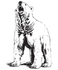 Obraz premium Trendy Vector big polar_bear standing and roaring