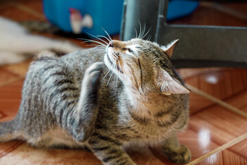 Young tabby cat licking fur and scratching belly, possible flea infestation or skin condition in...