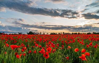field of red poppies and blue sky