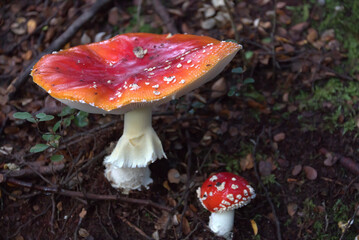 Close up of a mushroom