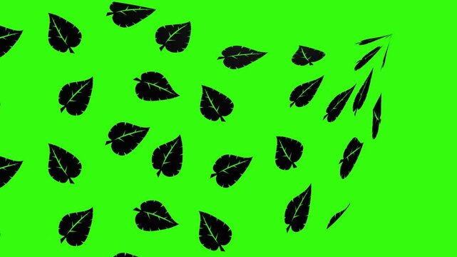 black leaves moving beautifully on green screen