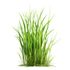 Obraz premium Lush Green Grass Cluster Against transparent Background