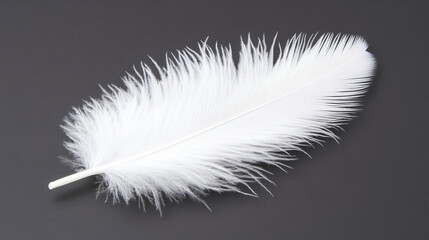 Obraz premium Soft white feather gently resting on dark background, delicate texture, peaceful mood