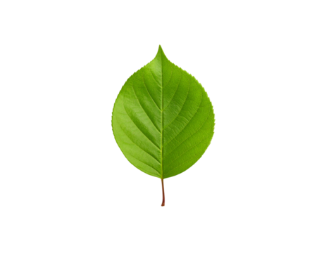 Single Vibrant Green Leaf with Prominent Veins and Pointed Tip.
