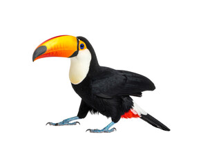 Naklejka premium Striking Toco Toucan with Vibrant Orange Yellow and Black Plumage.