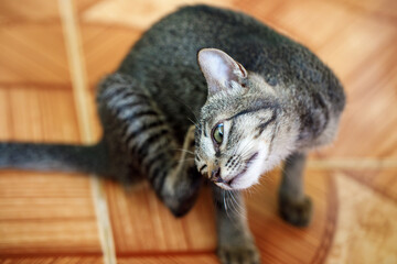 Domestic tabby cat scratching neck with hind leg, possible parasitic infection or flea problem