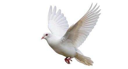 White dove flying on white background