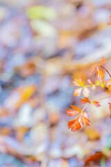 紅葉
