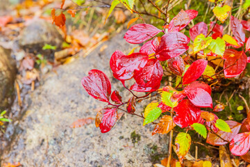 紅葉
