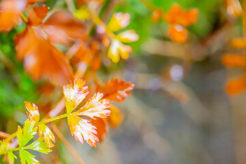 紅葉
