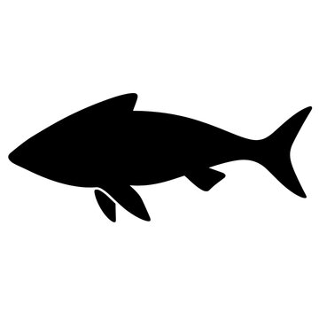 Cephalaspis Silhouette Against White Background