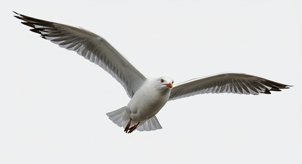 Fototapeta premium Seagull flying in the sky wings spread wildlife bird watching nature photography ornithology avian freedom on white background