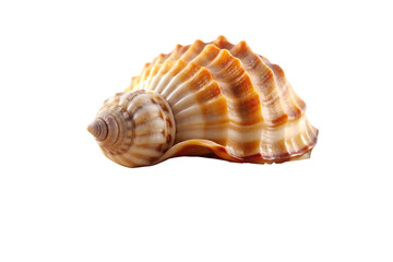seashell on sand isolated on white background PNG,AI GENERATED