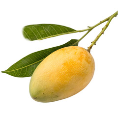 Ripe Yellow Bush Mango with Green Leaves on Branch Isolated on White Background isolated on a transparent background