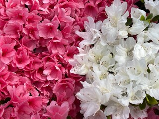 神田川4月：生垣の紅白のツツジの花 2025/4/18