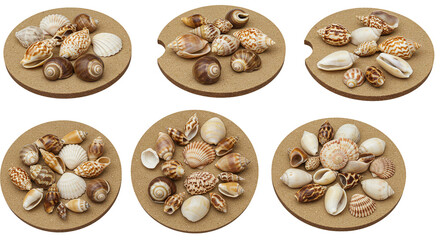 Seashells collection decorative sea shells ocean shells beach shells coastal shells marine shells summer shells on transparent background