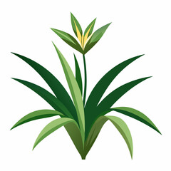  anthericum on white background