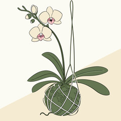 Minimalist botanical illustration. Elegant kokedama with blooming Phalaenopsis orchid hanging on white background. Perfect for nature, decor, and eco-home visuals