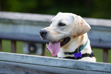 Yellow labrador retriever  panting while looking over a fence