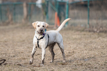 Muddy labrador retriever standing in a yard with brown grass