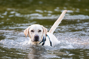 Yellow labrador retriever wading through the shallow water of a lake