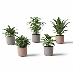 Monstera Plant in White Pot Isolated on White Background