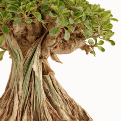 Obraz premium Ancient Bonsai Tree Trunk and Branches Detail