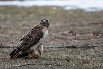 Red-tailed hawk standing on the ground with  a squirrel in its talons