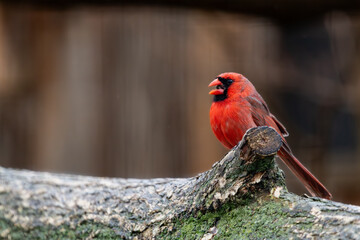 Male northern cardinal perched on a log