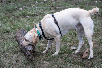 Yellow labrador retriever trying to pick up a log