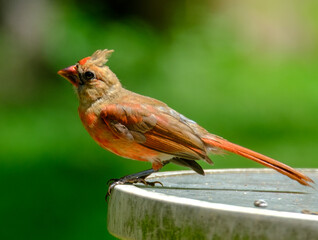 Cardinal on a Table