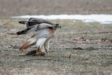 Red-tailed hawk standing on the ground with a squirrel in its talons ruffling its wings