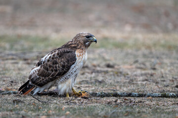 Red-tailed hawk standing on the ground with the fur of a squirrel in its talons