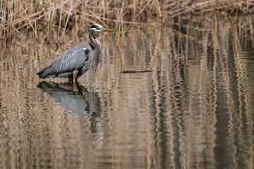 Great blue heron wading in lake with reflection in rippliing water with brown reeds in the background