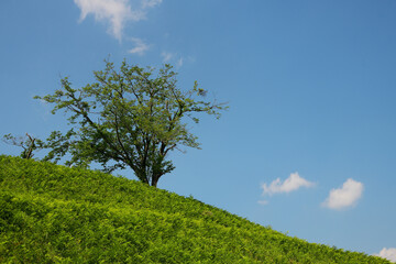 丘の上の木と快晴の空