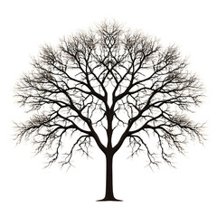 Bare winter tree, intricate branches forming a beautiful symmetrical silhouette, high resolution image