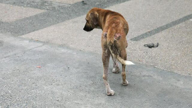 Stray Dog with Severe Sarcoptic Mange and Skin Lesions on Legs and Body Due to Mite Infestation