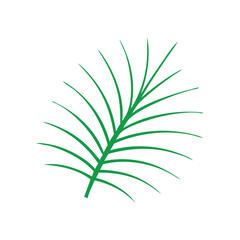 palm leaf isolated on white