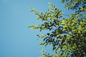 樹木と青空