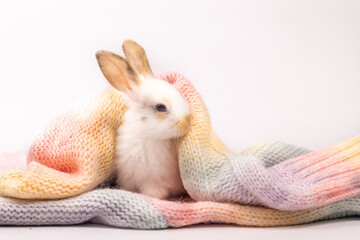 Lovely bunny easter fluffy baby rabbit playing on beautiful pastel colorful blanket on white...