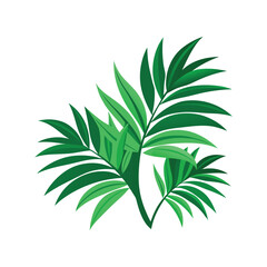 palm green leaves on white background