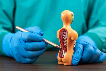The doctor points to the lumbar region on a human anatomical model during a medical consultation....