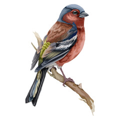 Chickadee Bird Illustration