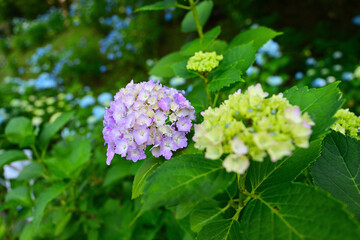 紫陽花の花